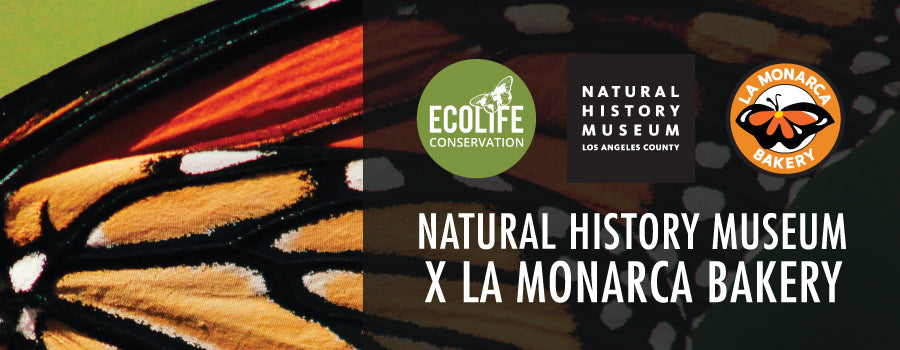 LA MONARCA X THE NATURAL HISTORY MUSEUM
