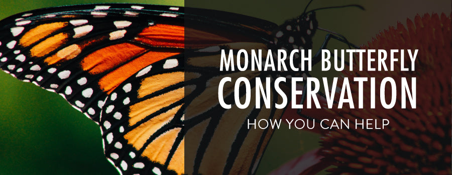 Guide To Save The Monarchs