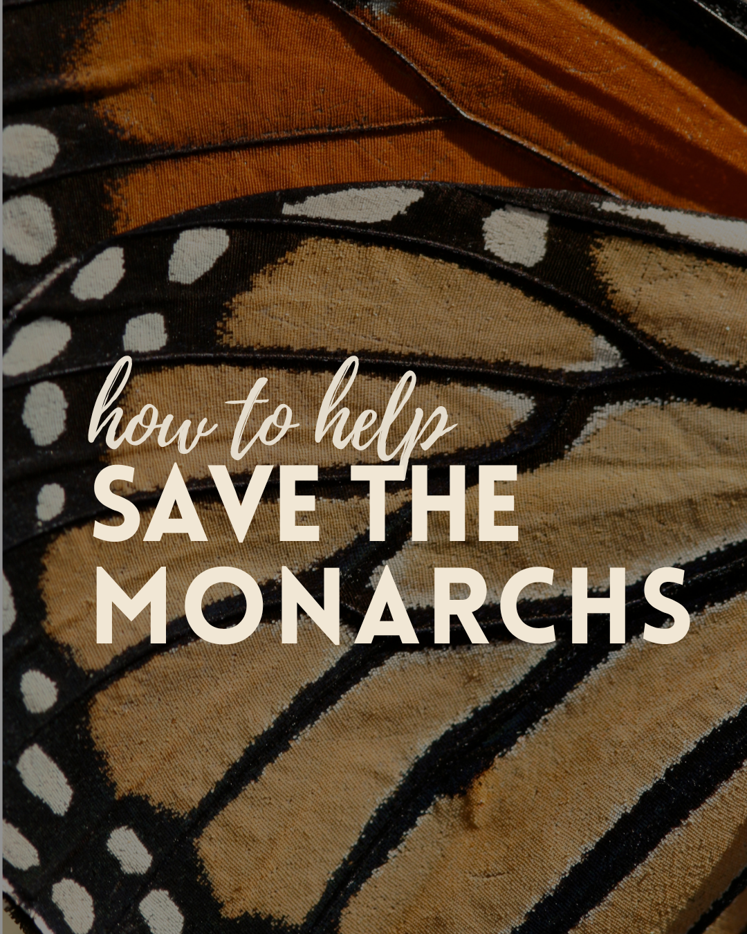 How YOU can help the Monarch Butterflies