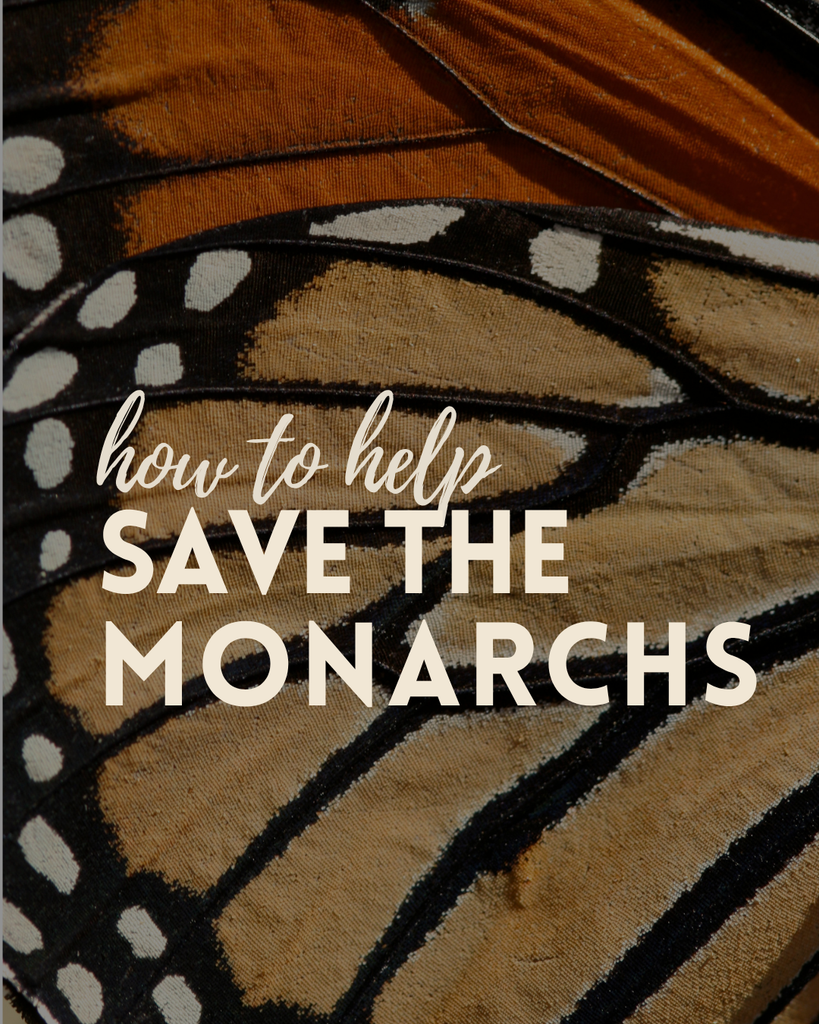 How YOU can help the Monarch Butterflies