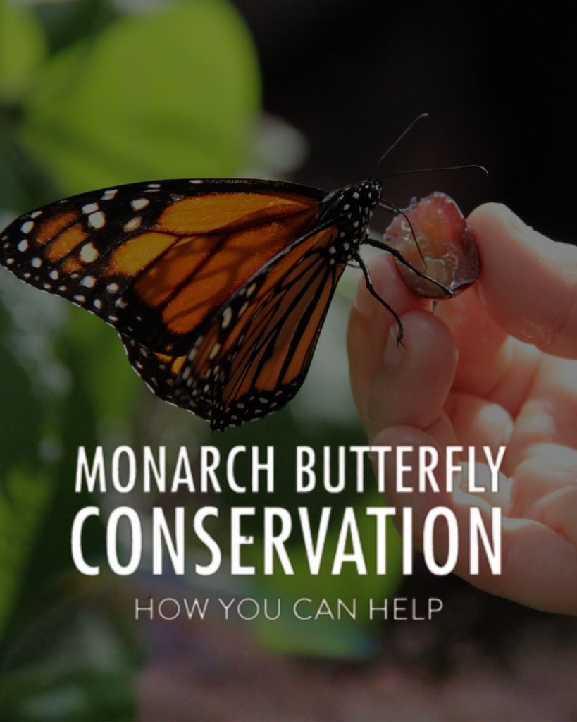 Guide To Save The Monarchs