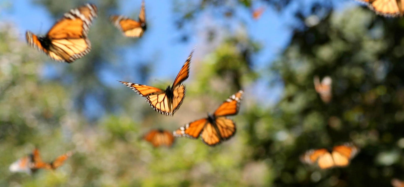 Monarch butterflies fluttering in their habitat in Michoacan, Mexico